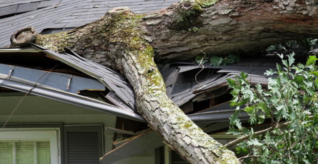 Un arbre tombé sur le toit d’une maison cause des dommages importants. 