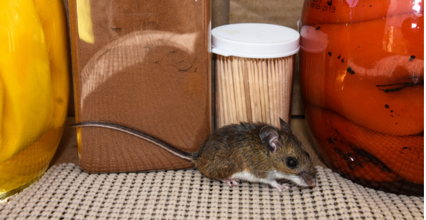 Une mignonne souris adulte devant un pot de piments rouges et de la cannelle dans un garde-manger.