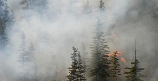 Un feu de forêt dans une forêt de pins avec de la fumée au-dessus des arbres.
