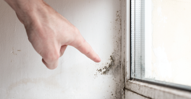 Un homme signale la présence de moisissures sur un mur.